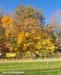 A bit of fall colour still remained 		CREDITS:  		TITLE: 2011 Cyclocross Nationals  		COPYRIGHT: Rob Jones/www.canadiancyclist.com 2011© All rights retained - no use permitted without prior, written permission