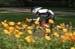 Racing in the heart of Elk Grove Village 		CREDITS:  		TITLE: 2011 Elk Grove ITT 		COPYRIGHT: Peter Kraiker - ¬©2011