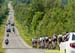 The lead group heading up the climb for the 2nd tim 		CREDITS:  		TITLE: 2012 Road National Championships 		COPYRIGHT: Jan Safka Cyclingphotos.ca  2012 -copyright -All rights retained - no use permitted without prior, written permission