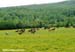 A herd of some 50 horses was spooked by the race 		CREDITS:  		TITLE: Tour de Beauce 		COPYRIGHT: Rob Jones/Rob Jones/www.canadiancyclist.com 2012 -copyright -All rights retained - no use permitted without prior, written permission