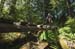 Wooden bridges are not something to fear or hesitate on 		CREDITS:  		TITLE:  		COPYRIGHT: Dave Silver Photography
