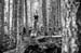 Wooden features are a highlight for many who come to British Columbia to ride 		CREDITS:  		TITLE:  		COPYRIGHT: MARGUS RIGA