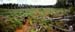 Clear Cuts become meadows as they grow in 		CREDITS:  		TITLE:  		COPYRIGHT: MARGUS RIGA