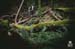 The trail turns downward  and manmade features meld into the lush green forest. 		CREDITS:  		TITLE:  		COPYRIGHT: MARGUS RIGA