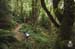 BC Ferries rider Barry Beck motors home through Crumpet woods. 		CREDITS:  		TITLE:  		COPYRIGHT: Dave Silver Photography