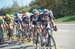 Team Giant-Shimano  drives the peloton 		CREDITS:  		TITLE: Tour of Alberta, 2014 		COPYRIGHT: © Casey B. Gibson 2014