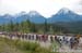 Stage 4 of the Tour of Alberta, Jasper to Marmot Basin. 		CREDITS:  		TITLE: Tour of Alberta, 2015 		COPYRIGHT: ¬© Casey B. Gibson 2015