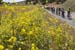 Egan Arley Bernal Gomez (Team Sky) in the yellow Amgen Leaders jersey leads a group of riders 		CREDITS:  		TITLE: 775137810CP00004_Cycling_13 		COPYRIGHT: 2018 Getty Images