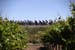 The peloton rides past a vineyard during Stage  		CREDITS:  		TITLE: 775137856ES038_Amgen_Tour_o 		COPYRIGHT: 2018 Getty Images