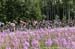 Fireweed in full bloom 		CREDITS:  		TITLE: 2018 Tour de L Abitibi - Stage 2 		COPYRIGHT: Rob Jones/www.canadiancyclist.com 2018 -copyright -All rights retained - no use permitted without prior; written permission