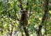 A koala came out to watch 		CREDITS:  		TITLE: Commonwealth Games, Gold Coast 2018 		COPYRIGHT: Rob Jones/www.canadiancyclist.com 2018 -copyright -All rights retained - no use permitted without prior; written permission